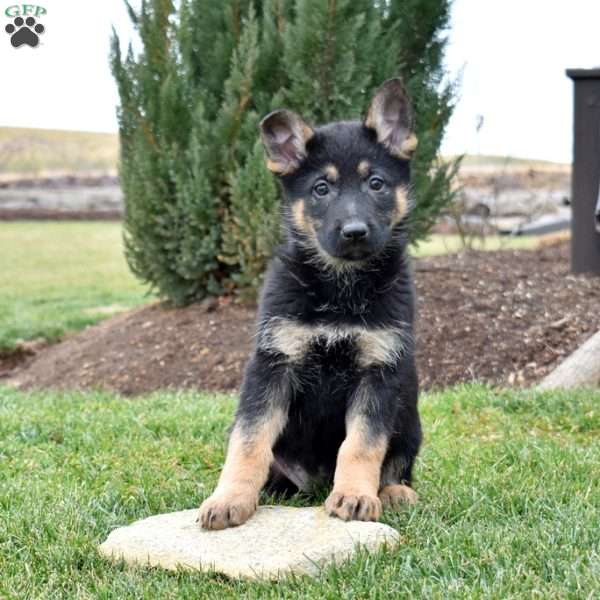Chloe, German Shepherd Puppy