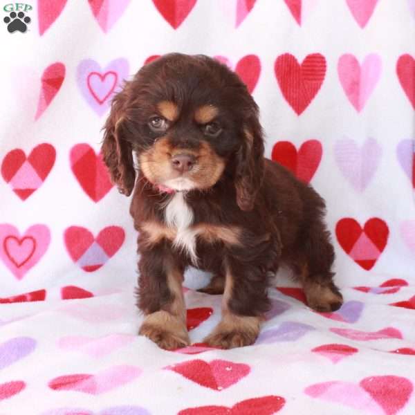 Chloe – Phantom, Cocker Spaniel Puppy