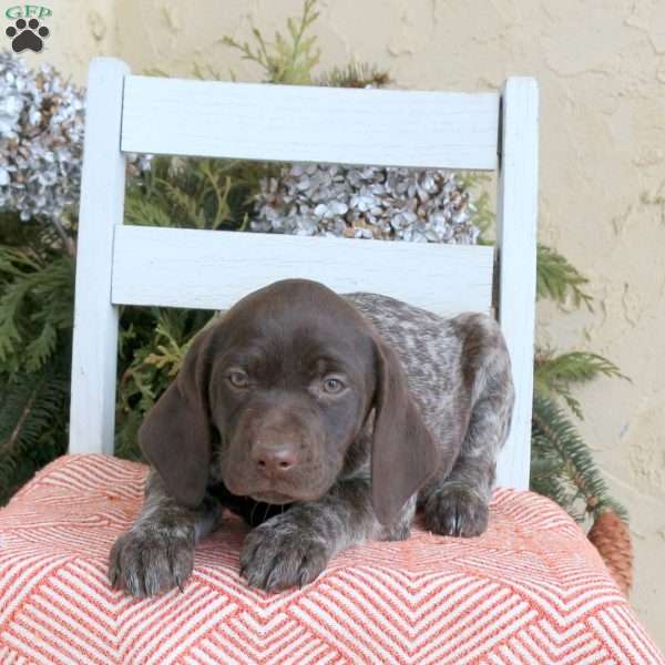 Chloe, German Shorthaired Pointer Puppy