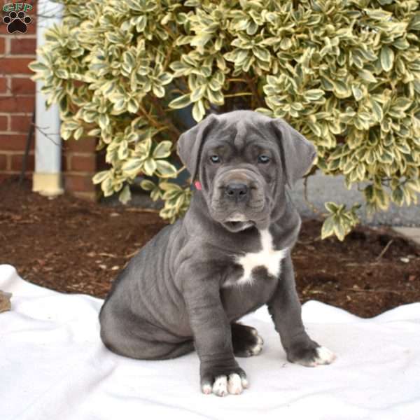 Chloe, Cane Corso Puppy
