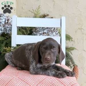 Chloe, German Shorthaired Pointer Puppy