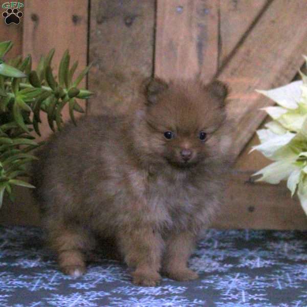 Chocolate, Pomeranian Puppy