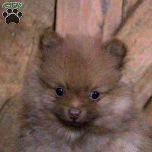 Chocolate, Pomeranian Puppy