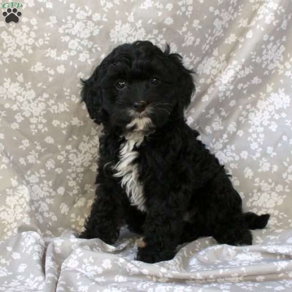 Chocolate, Cavapoo Puppy