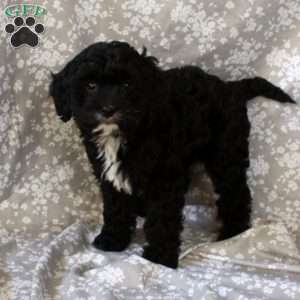 Chocolate, Cavapoo Puppy