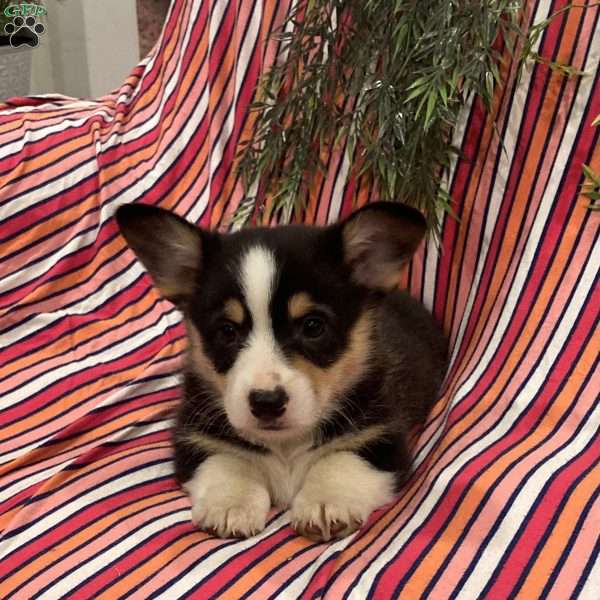 Chocolate, Pembroke Welsh Corgi Puppy
