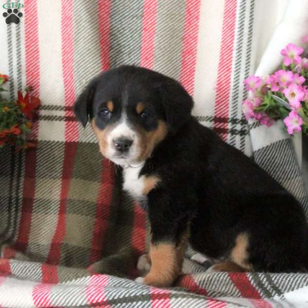 Christopher, Greater Swiss Mountain Dog Puppy