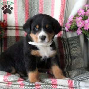 Christopher, Greater Swiss Mountain Dog Puppy