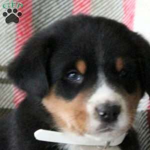 Christopher, Greater Swiss Mountain Dog Puppy