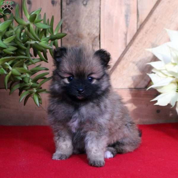 Cinnamon, Pomeranian Puppy