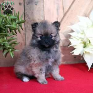 Cinnamon, Pomeranian Puppy