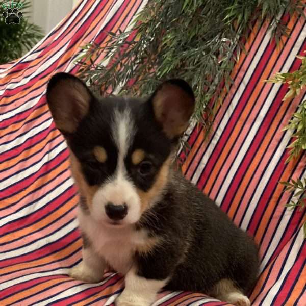 Cinnamon, Pembroke Welsh Corgi Puppy