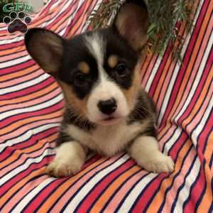 Cinnamon, Pembroke Welsh Corgi Puppy