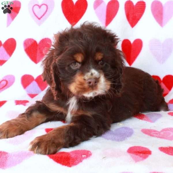 Claire – Phantom, Cocker Spaniel Puppy