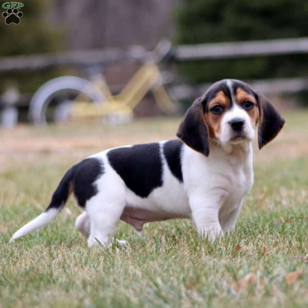 Clancy, Beagle Puppy