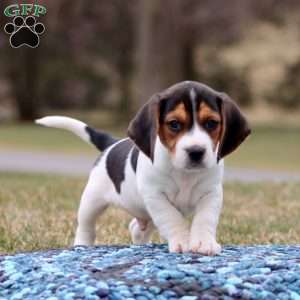 Clancy, Beagle Puppy