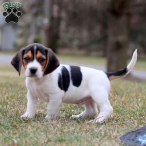 Clancy, Beagle Puppy