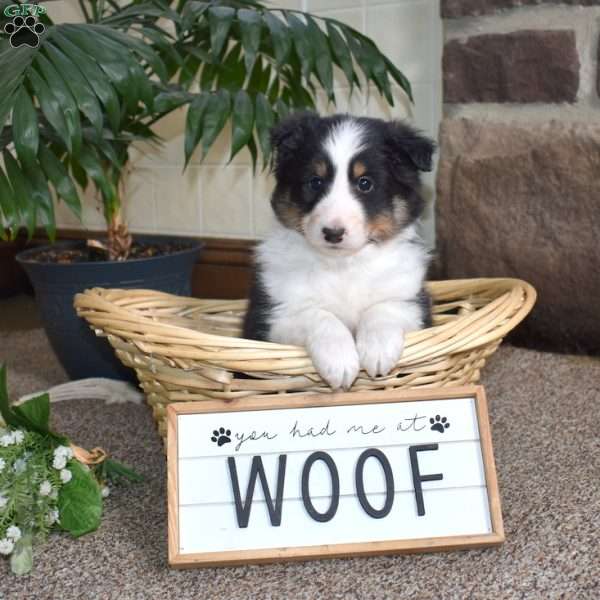 Clifford, Sheltie Puppy