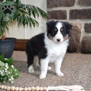 Clifford, Sheltie Puppy