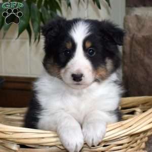 Clifford, Sheltie Puppy