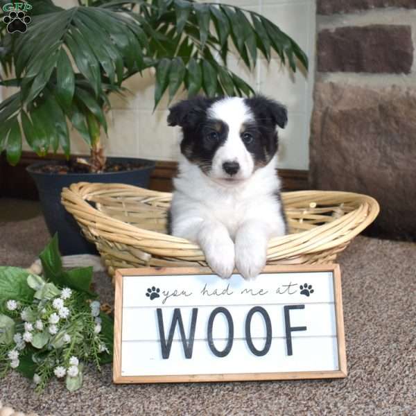 Clover, Sheltie Puppy