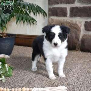 Clover, Sheltie Puppy