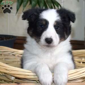 Clover, Sheltie Puppy