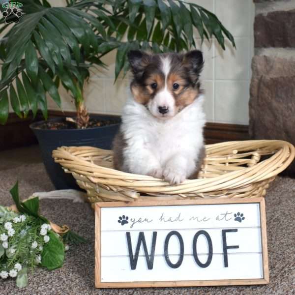 Clown, Sheltie Puppy