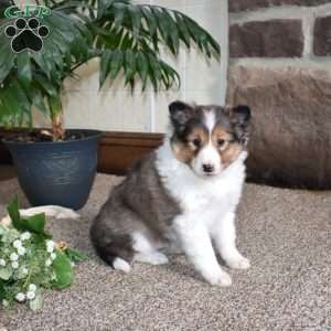 Clown, Sheltie Puppy