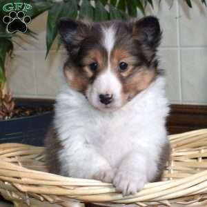 Clown, Sheltie Puppy