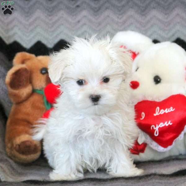 Clyde, Maltese Puppy