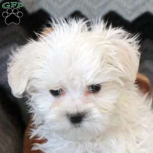 Clyde, Maltese Puppy