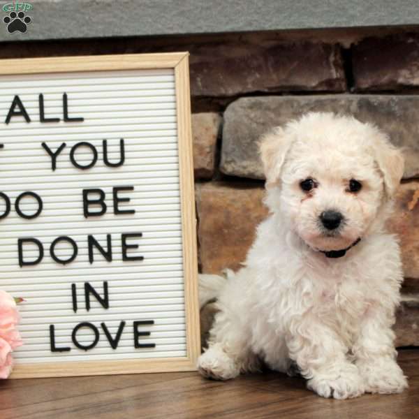 Coco, Bich-Poo Puppy