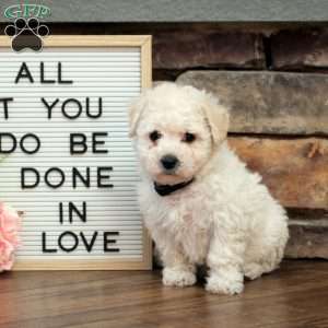 Coco, Bich-Poo Puppy