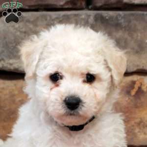 Coco, Bich-Poo Puppy