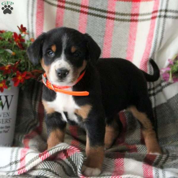 Cocoa, Greater Swiss Mountain Dog Puppy