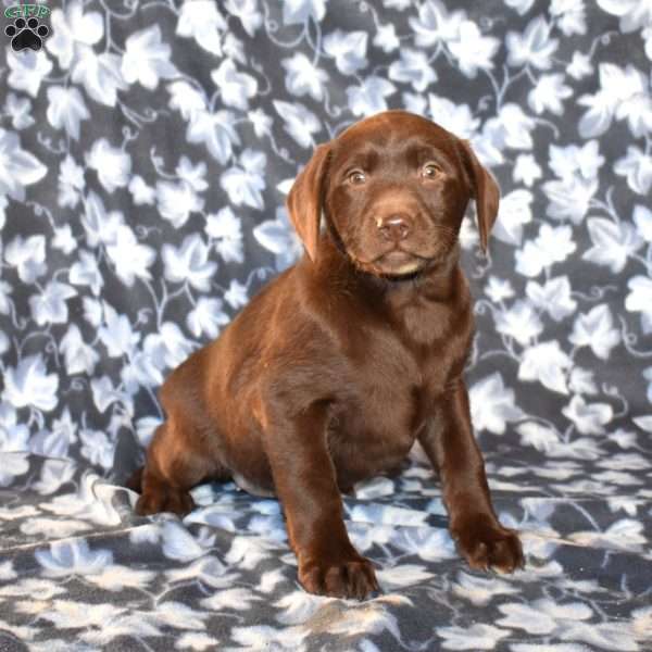 Cocoa, Chocolate Labrador Retriever Puppy