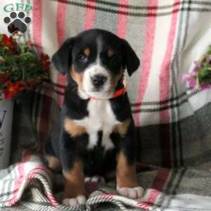 Cocoa, Greater Swiss Mountain Dog Puppy