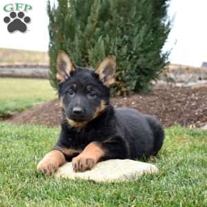 Cocoa, German Shepherd Puppy