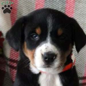 Cocoa, Greater Swiss Mountain Dog Puppy