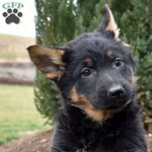 Cocoa, German Shepherd Puppy