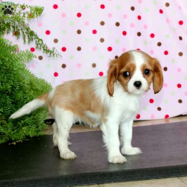 Cocoa, Cavalier King Charles Spaniel Puppy