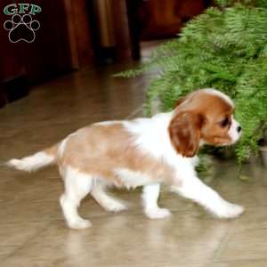 Cocoa, Cavalier King Charles Spaniel Puppy