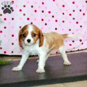 Cocoa, Cavalier King Charles Spaniel Puppy