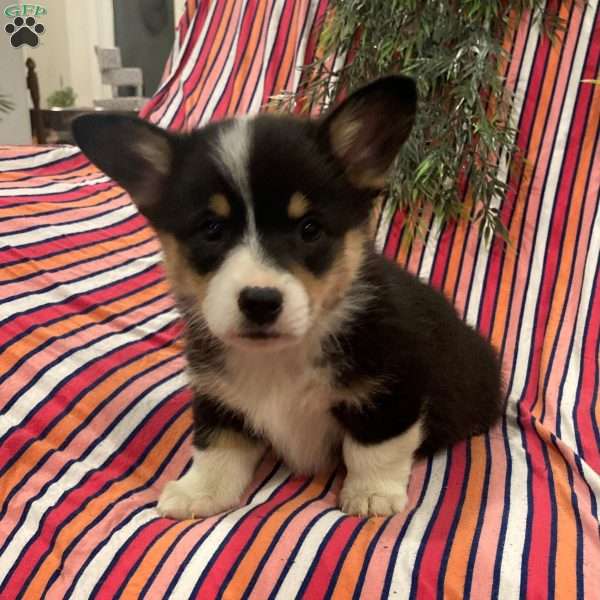 Cocoa, Pembroke Welsh Corgi Puppy