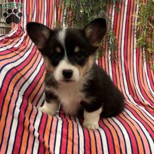 Cocoa, Pembroke Welsh Corgi Puppy