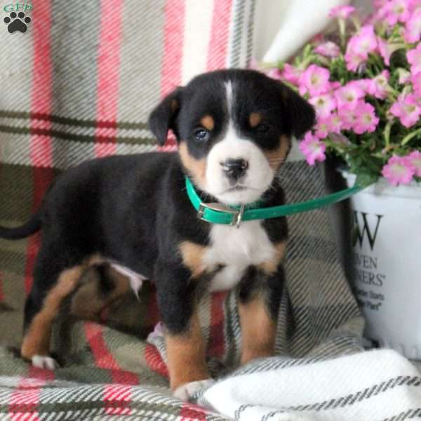 Cody, Greater Swiss Mountain Dog Puppy
