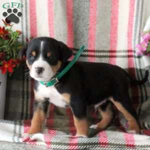 Cody, Greater Swiss Mountain Dog Puppy