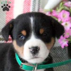 Cody, Greater Swiss Mountain Dog Puppy