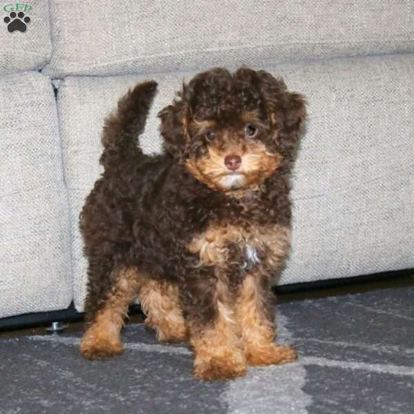 Cody, Toy Poodle Puppy